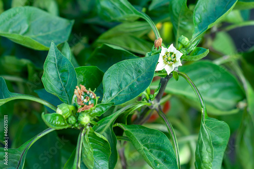 white sweet pepper flower close-up on a background of green leaves. Selective focus. The concept of the stage of development of sweet pepper.