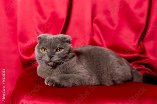 Foto Gray cat on red cloth. Scottish fold cat.
