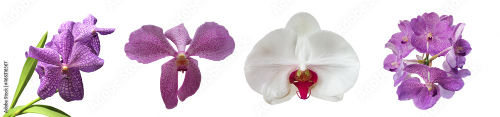 Isolated vanda and hybrid orchid flower with clipping paths. Isolated vanda and hybrid orchid flower with clipping paths.