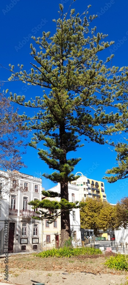 Obraz premium pine tree in winter