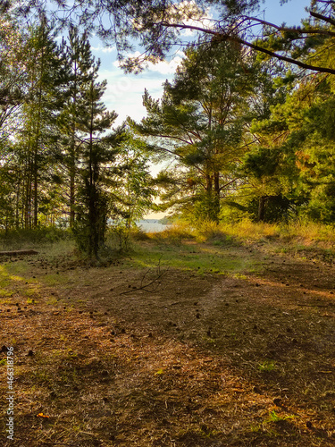 beautiful coniferous forest on the river bank