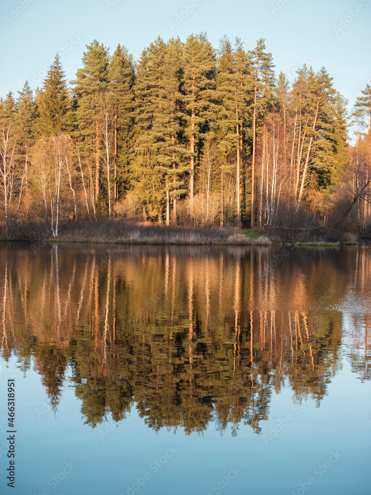 Reflection on the lake in northern Scandinavian nature. An island with a fir forest is reflected in the water of the lake.