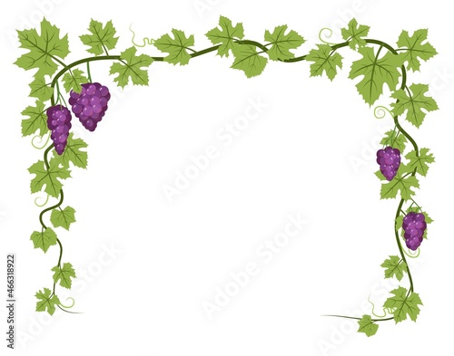 Rectangular Frame. Vine with foliage and bunches of grapes. Viticulture and farming. Branches with berries on a dense bush. Young vineyard. Sweet autumn harvest. Isolated on white background. Vector.