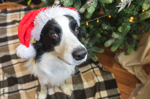 Funny portrait of cute puppy dog border collie wearing Christmas costume red Santa Claus hat near christmas tree at home indoors background. Preparation for holiday. Happy Merry Christmas concept.