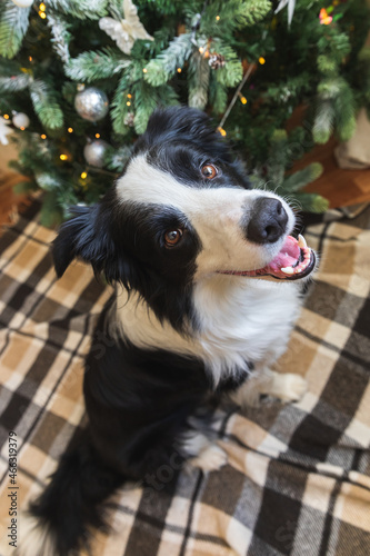 Funny portrait of cute puppy dog border collie near Christmas tree at home indoors. Preparation for holiday. Happy Merry Christmas concept.