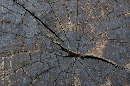 The surface of the old stump has cracks.