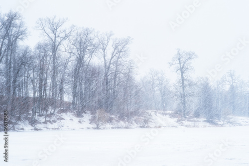 Winter landscape of a lake with an oak grove during a heavy snowstorm. Background