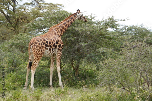  Giraffe eating into the thorns of acacia tree
