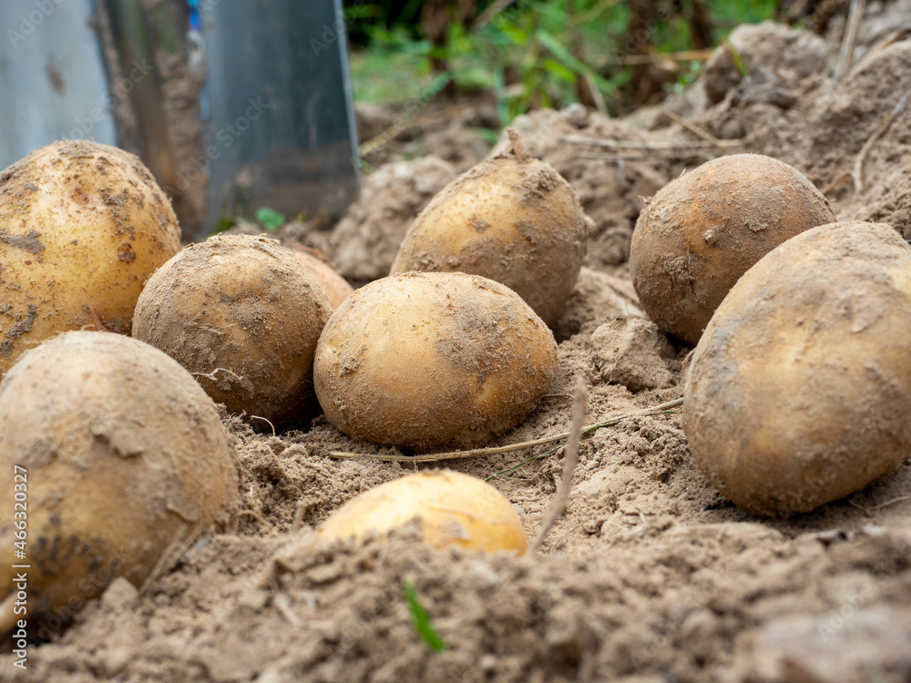 Close-up of freshly dug potatoes lying on the ground. There is a shovel in the background. The concept of harvesting Close-up of freshly dug potatoes lying on the ground. There is a shovel in the background. The concept of harvesting