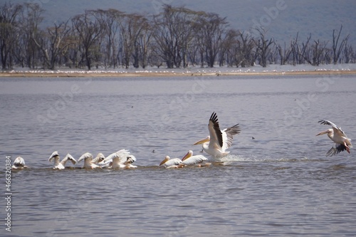 Pelicans landing in the water.