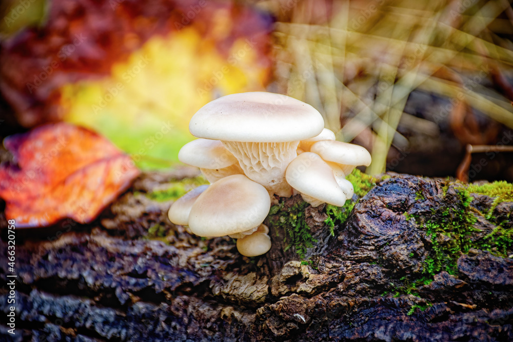 A group of white mushrooms growing on a log in Autumn with leaves all around. A group of white mushrooms growing on a log in Autumn with leaves all around.