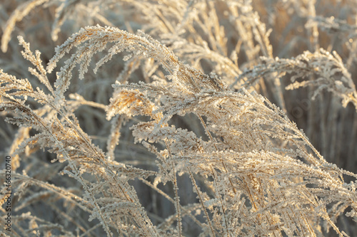 Iced old dry grass covered with frozen condenced water vapour photo
