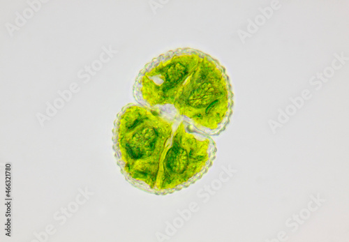 Microscopic view of green algae (Cosmarium) cell. Brightfield illumination.