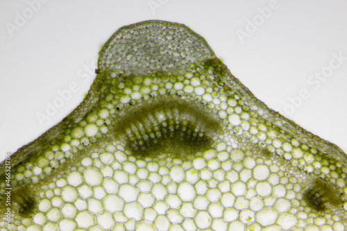 Microscopic view of White dead-nettle (Lamium album) stem cross section. Brightfield illumination.