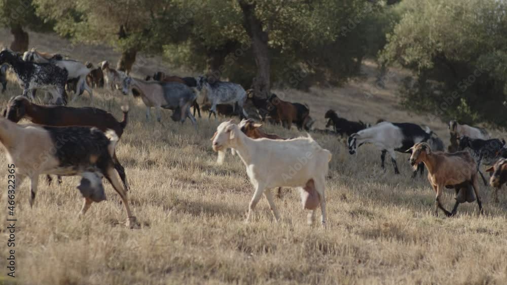 A herd of goats grazing in the field. Near of a little village in Andalucia, Spain A herd of goats grazing in the field. Near of a little village in Andalucia, Spain