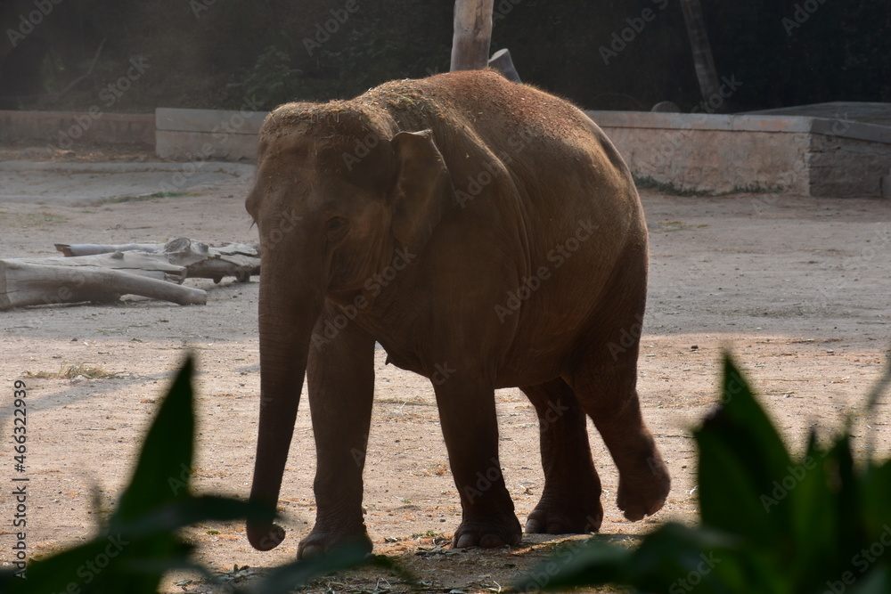animals - elephant