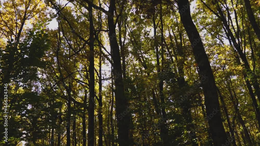 The slow movement of the camera through the autumn forest. The sun's rays are breaking through the trees. Early autumn The slow movement of the camera through the autumn forest. The sun's rays are breaking through the trees. Early autumn