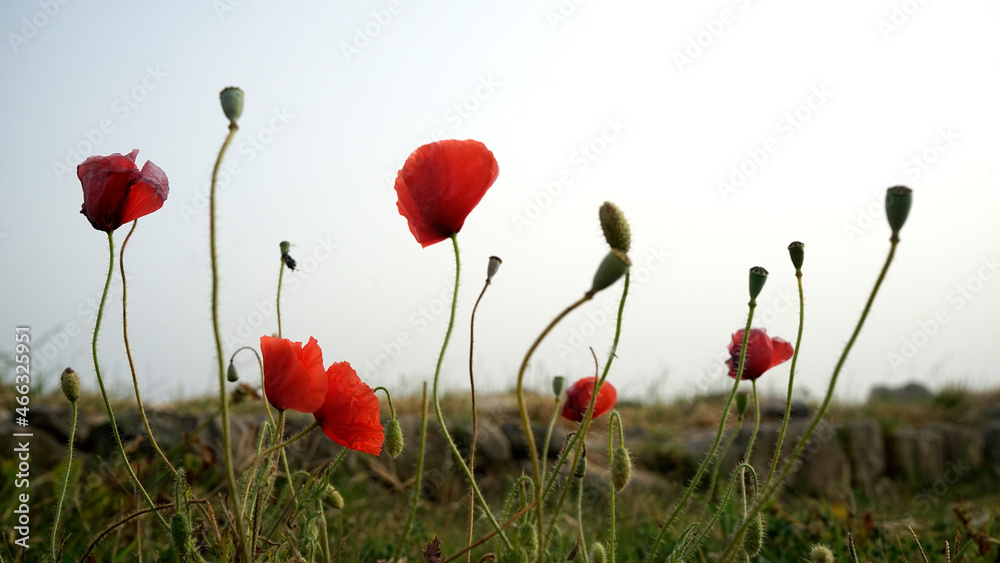 Obraz premium poppies