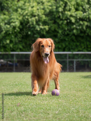 Golden retriever playing on the grass in the park