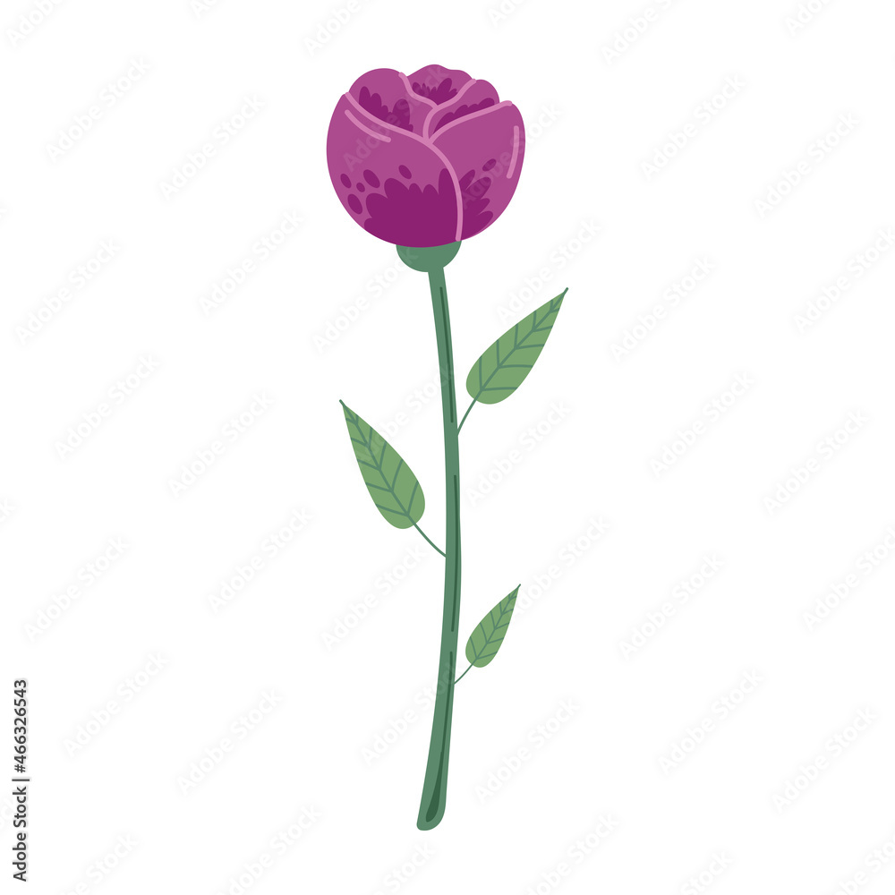 purple beauty flower