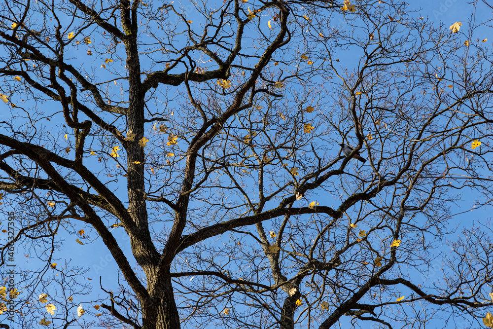 Tree branches against the blue autumn sky. There is almost no foliage on the branches. Horizontal orientation. Tree branches against the blue autumn sky. There is almost no foliage on the branches. Horizontal orientation.