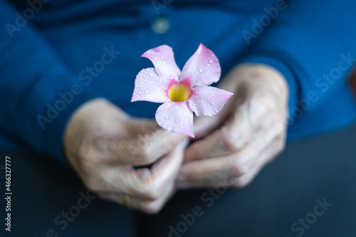 Older woman s hands holding a freshly cut white flower.