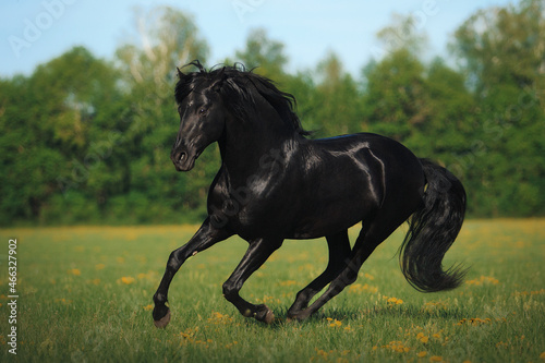 Andalusian black stallion