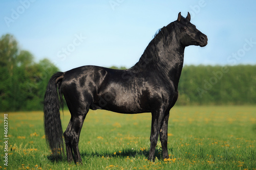 Andalusian black stallion