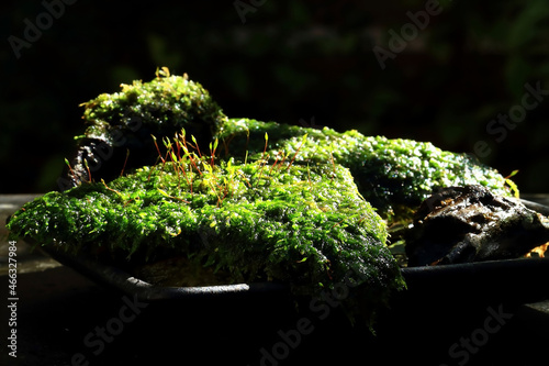 苔に当たる日差しのグラデーションと胞子体 photo