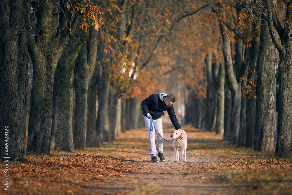 Fototapeta premium Man with dog during autumn day. Pet owner walking with labrador retriever through chestnut alley..