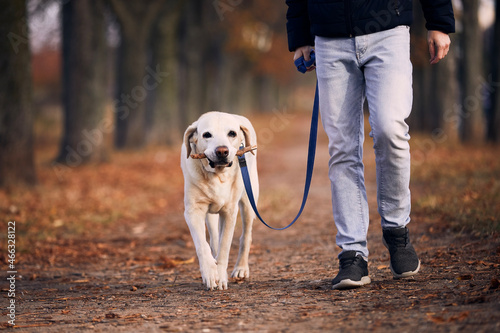Man with dog during autumn day. Pet owner walking with labrador retriever through chestnut alley..