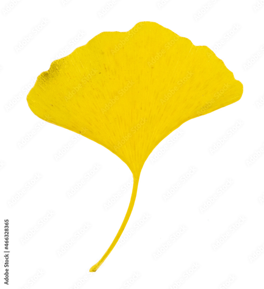 Naklejka premium yellow gingko leaf isolated on white