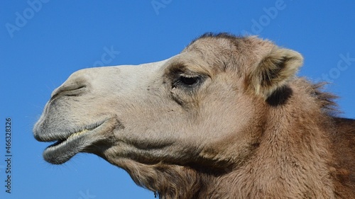 Profile view of head of Dromedary camel, latin name Camelus Dromedarius, with half opened mouth, clear summer skies in background