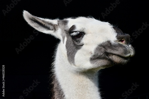 Head of patchy black and white coloured domesticated south american Llama, latin name Lama Glama, on dark background. 
