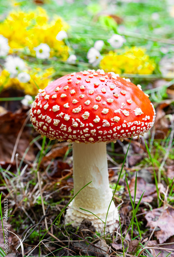 Amanita mushroom, flaunts its bright red cap with white specks, and a slender white leg.