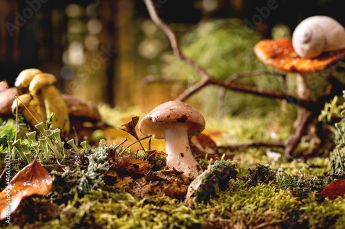 Fairy tale ambiance magical autumn forest background