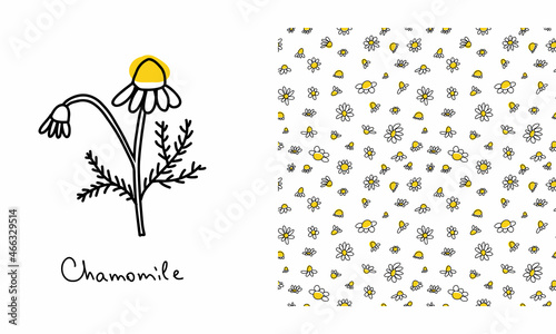 Seamless pattern with doodle black daisies on a white background. Chamomile linear ink wallpaper with flower element