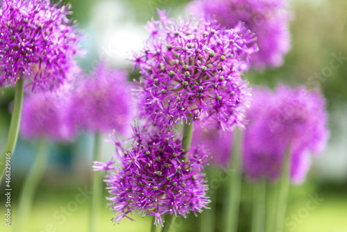 Fototapeta Naklejka Na Ścianę i Meble -  blooming decorative bow. purple flower garden