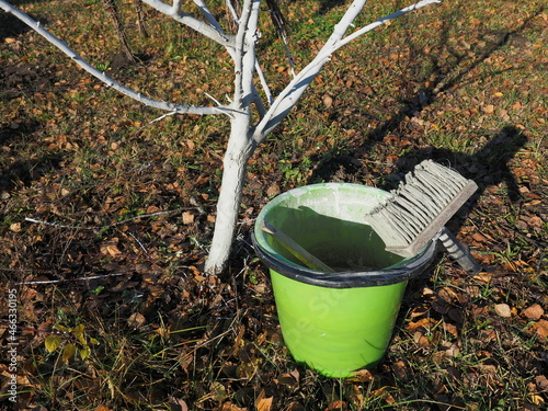 Bucket with lime paint and brush. Liming of trunks. Protection of trees from the sun, fungi and pests. Seasonal works in the garden. 