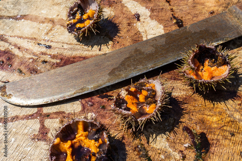Fresh sea urchin. Seafood delicacies.
