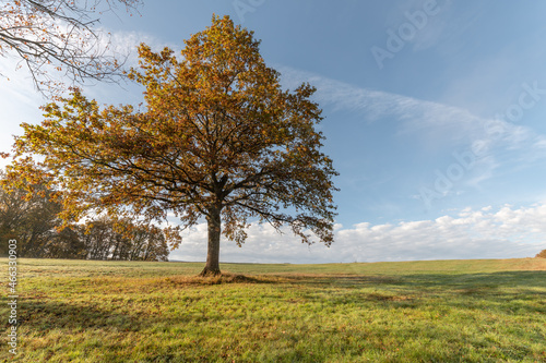Large solitary oak tree in a meadow in the countryside in autumn.