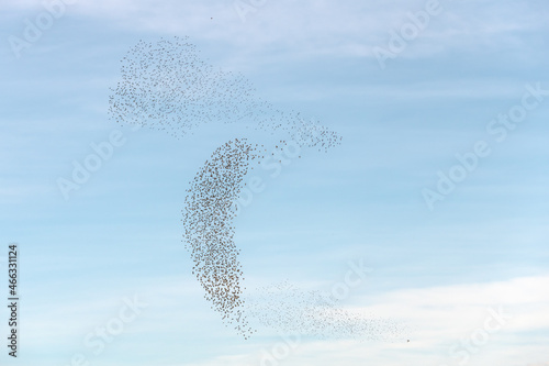 Cloud of starlings sublime choreography starlings birds followed by a raptor.