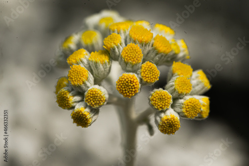 Selective of a curry plant (Helichrysum arenarium) in a garden photo
