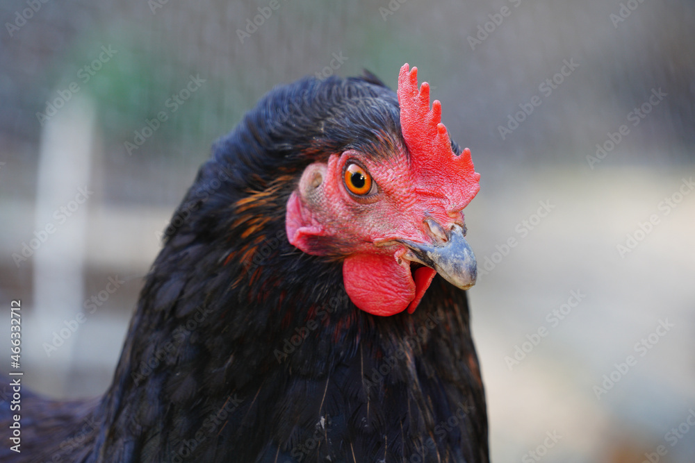 Poule noire à crête rouge