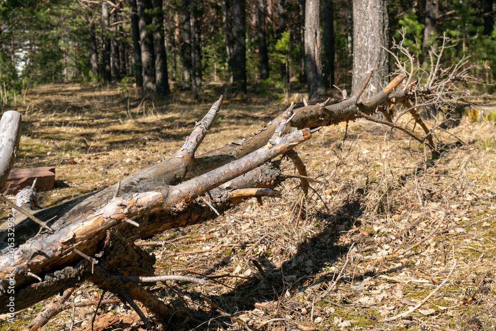 Felled log on an old footpath in the forest. Felled log on an old footpath in the forest.