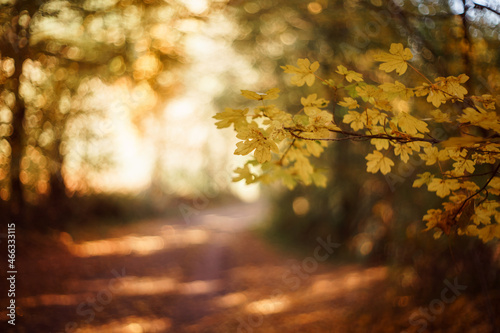 autumn natural background suitable for desktops
