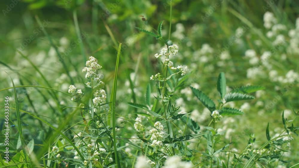 The small white flowers of the bedstraw or Galium in the meadow are swayed by a light breeze. Selective focus. The small white flowers of the bedstraw or Galium in the meadow are swayed by a light breeze. Selective focus.