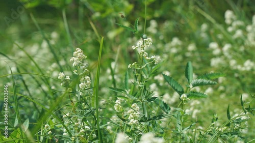 The small white flowers of the bedstraw or Galium in the meadow are swayed by a light breeze. Selective focus. photo