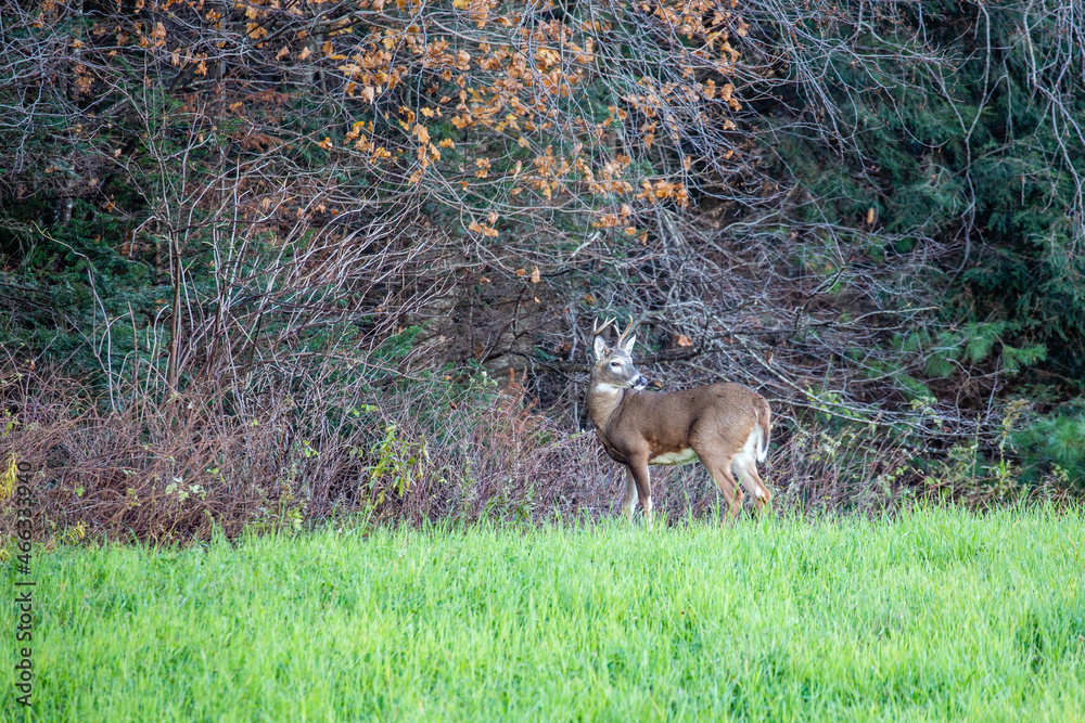 White-tailed deer (odocoileus virginianus) standing in a Wisconsin field in late October White-tailed deer (odocoileus virginianus) standing in a Wisconsin field in late October