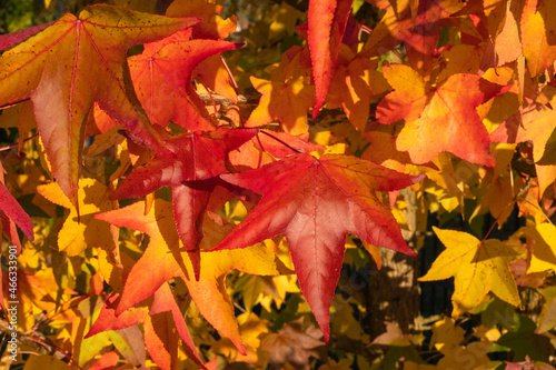 Ahorn-Blätter im Herbst 1 photo